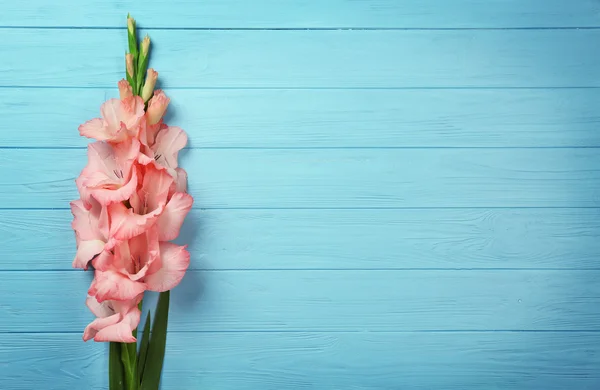 Hermosas flores de gladiolo — Foto de Stock