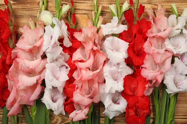 Bellissimi fiori gladiolus — Foto Stock