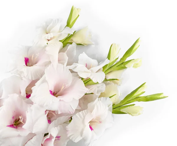 Schöne Gladiolenblüten — Stockfoto