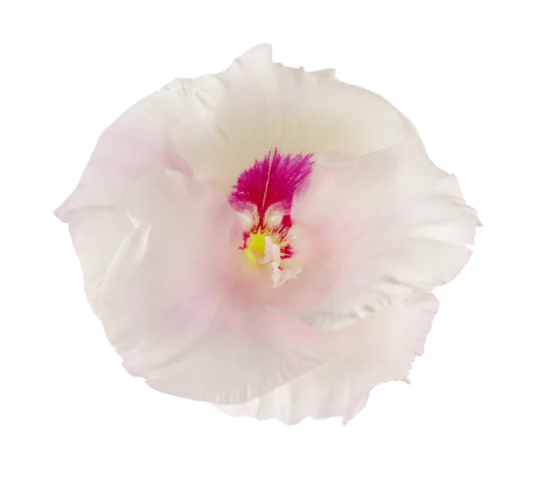 Красивый цветок гладиолуса — стоковое фото