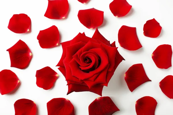 Czerwona róża z płatkami — Zdjęcie stockowe