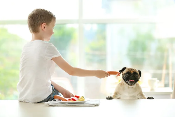 Pojke utfodring mops — Stockfoto