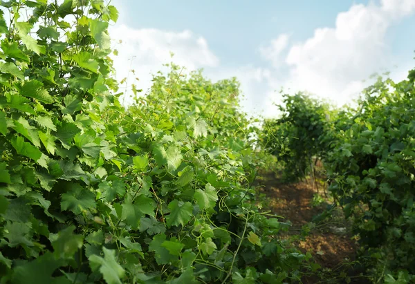 Grön vingård på plantage — Stockfoto