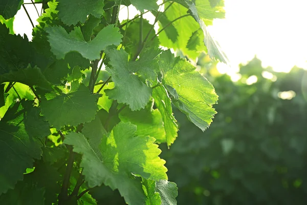 Hojas de uva verde —  Fotos de Stock