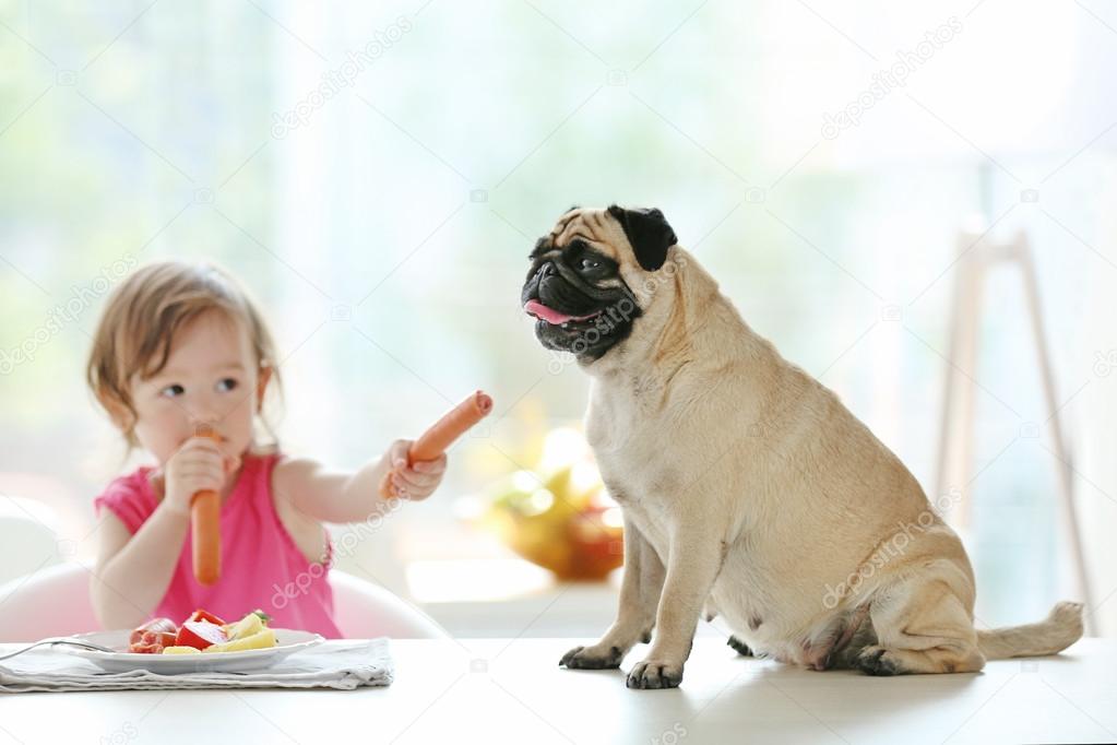Adorable little girl feeding cute pug on table in kitchen
