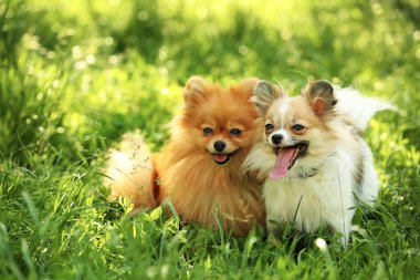 Şirin tüylü köpekler
