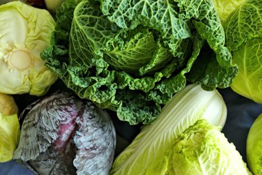 Lahana üzerinde farklı çeşitleri