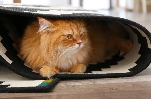 Gato envolto em tapete — Fotografia de Stock
