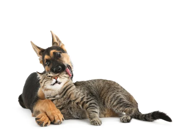 Söt hund och katt — Stockfoto