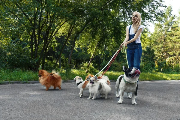 Nő séta kutyák a parkban — Stock Fotó