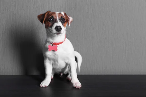 Jack Russell terrier på mörk bakgrund — Stockfoto