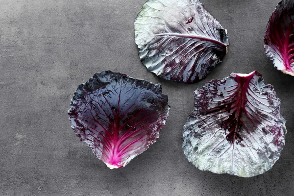 Hojas de col roja — Foto de Stock