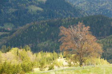 Orman dağ yamaçlarında