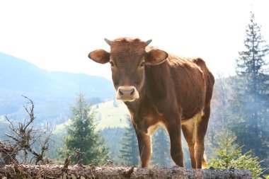 dağ çayır üzerinde otlatma inek
