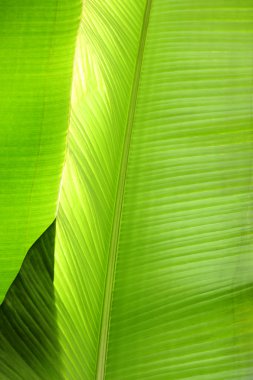 yeşil yaprak, makro  