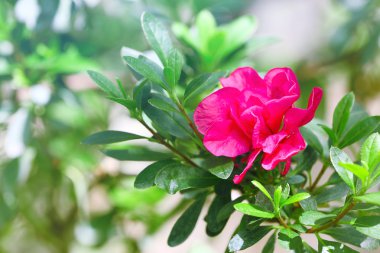 Doğada güzel çiçekler