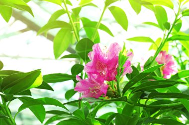 Doğada güzel çiçekler