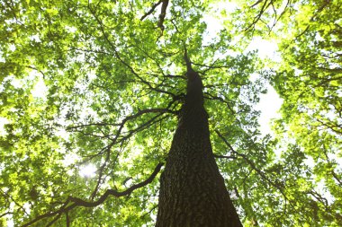 Muhteşem ağaç gövdesi 