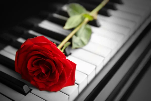 Rosa sul tasto del pianoforte — Foto Stock