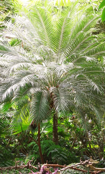 Palmowe drzewo w ogrodzie — Zdjęcie stockowe