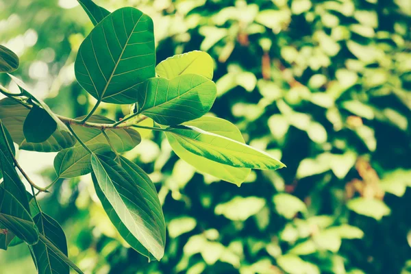 Branch with green leaves — Stock Photo, Image