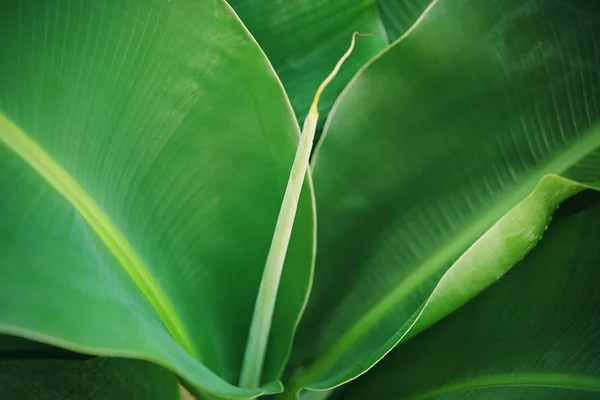 Grünes Blatt, Makro — Stockfoto