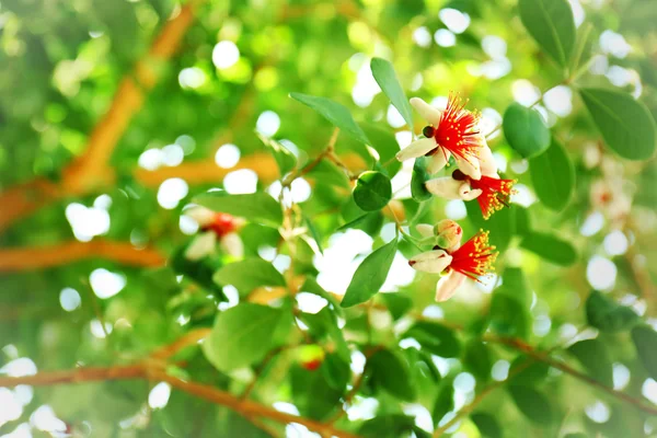 Beautiful feijoa flowers — Stock Photo, Image