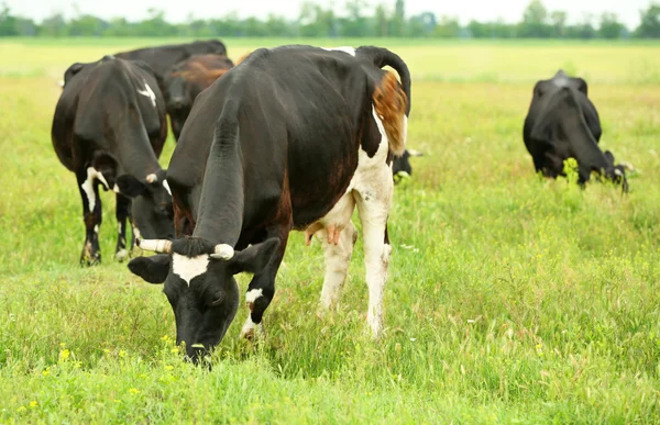 Vacas en el prado —  Fotos de Stock