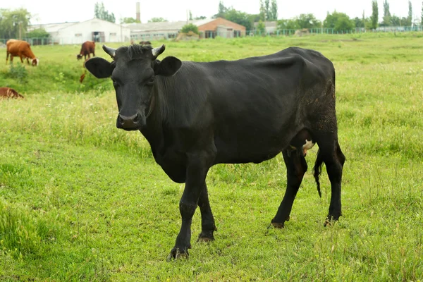 Single cow on the meadow — Stock Photo, Image