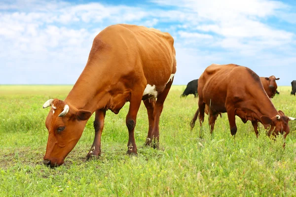 Vacas en el prado —  Fotos de Stock