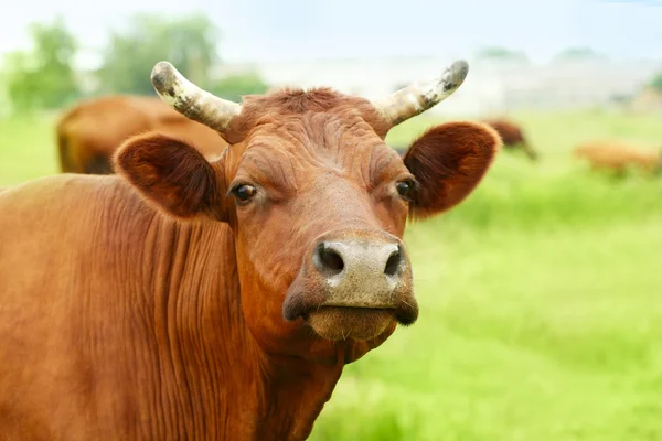 Корова на лузі, крупним планом — стокове фото