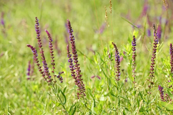 Meadow sage flowers — Stock Photo, Image