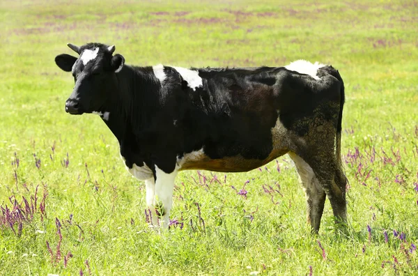 Single cow on the meadow — Stock Photo, Image