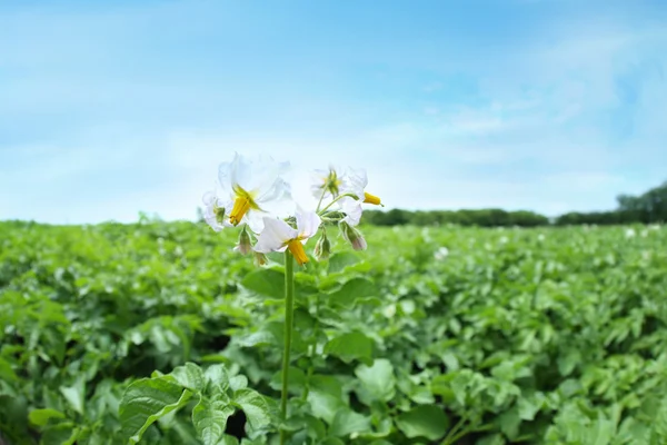 Blooming potato bushes — Stock Photo, Image