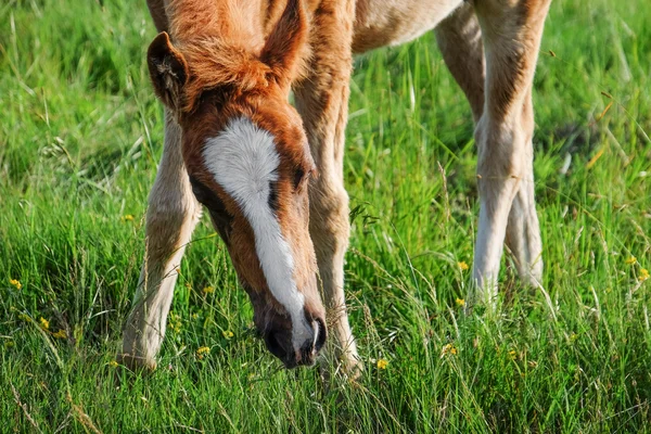 Piccolo puledro al pascolo in campo — Foto Stock