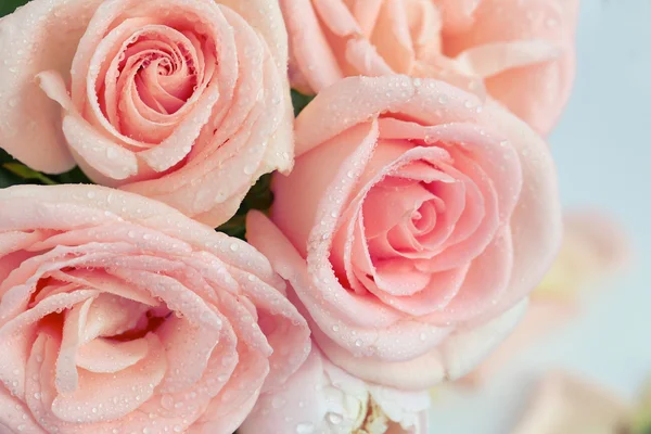 Pink roses with water drops — Stock Photo, Image