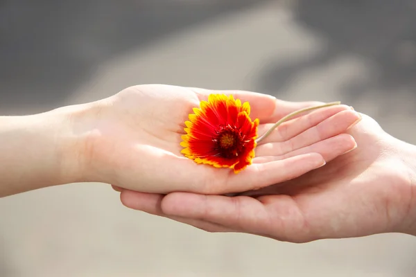 꽃과 인간의 손 — 스톡 사진