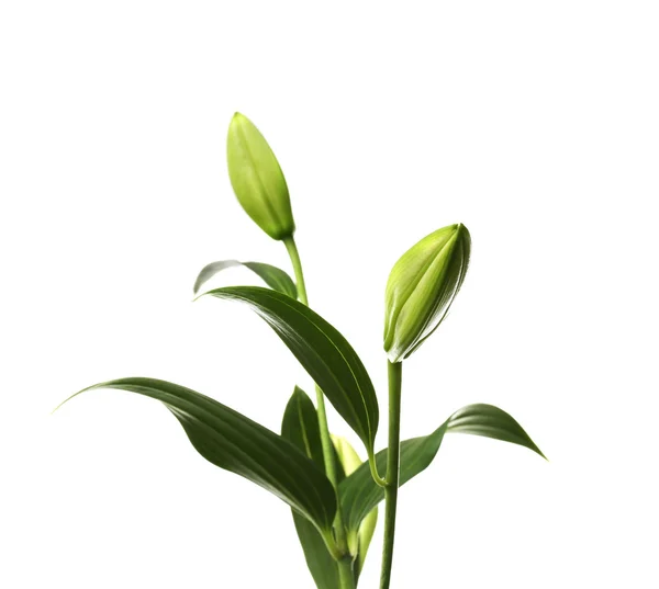Lily knoppar på vit — Stockfoto
