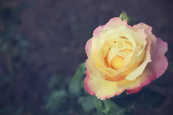 Mooie roos in de tuin — Stockfoto