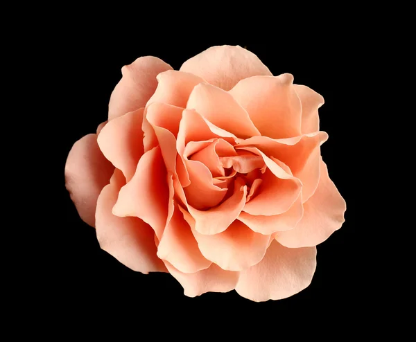 美しいピンクのバラ — ストック写真