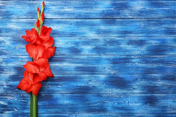 Beautiful gladiolus flowers — Stock Photo, Image