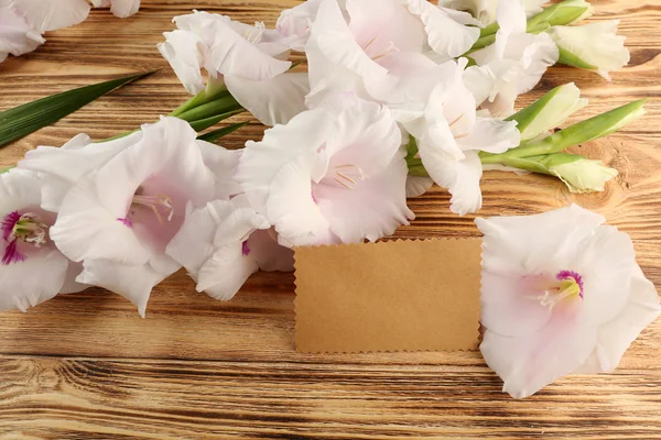 Mooie gladiolen bloemen — Stockfoto