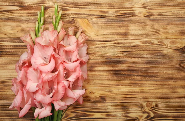 Belles fleurs de gladiolus — Photo