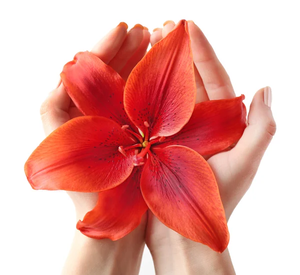 Krásná lilie v rukou — Stock fotografie