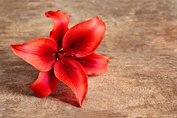 Beautiful  fresh  lily — Stock Photo, Image