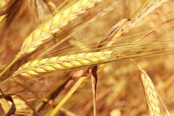 Golden wheat close up — Stock Photo, Image