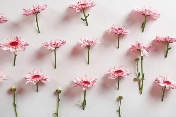 Beautiful flowers on white — Stock Photo, Image