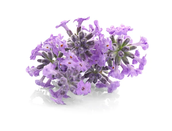 Lavendel blommor på ljus — Stockfoto