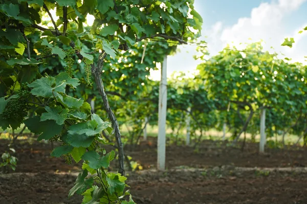 Green vineyard on plantation — Stock Photo, Image
