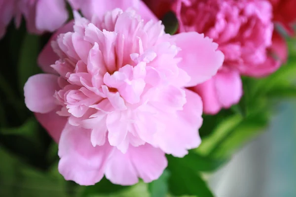 Beautiful peony bouquet Royalty Free Stock Images